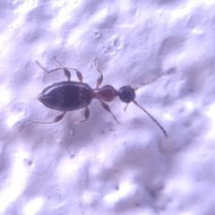 Anthelephila pedestris