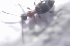 Anthelephila pedestris