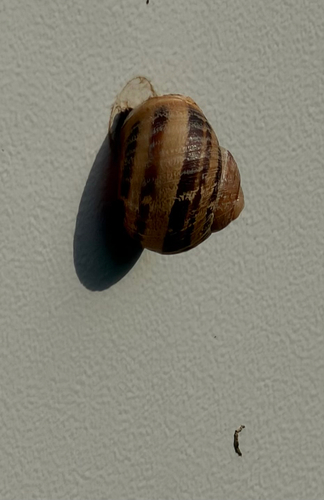 Garden Snail