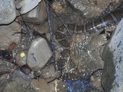 Homalopsis buccata