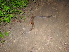Homalopsis buccata