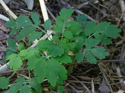 Greater celandine