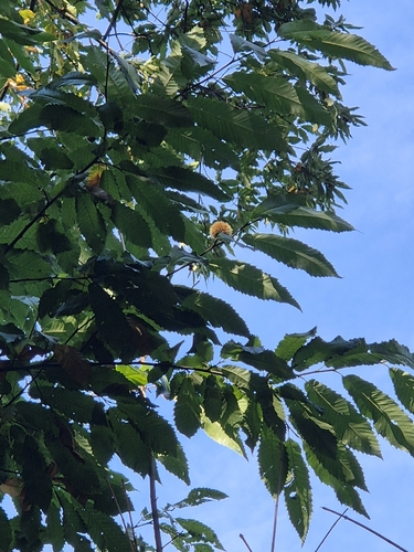 Sweet Chestnut