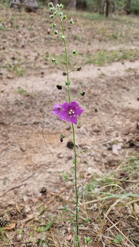 Purple Mullein