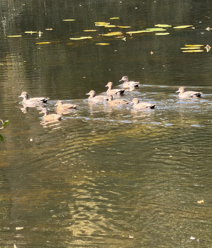 Gadwall