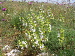 Salvia scabiosifolia