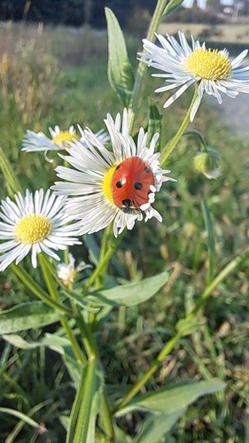 Seven-spotted Lady Beetle