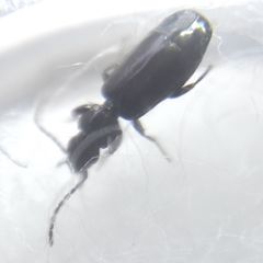 Microlestes