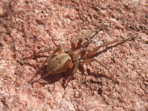 Ausserer's Nomisia