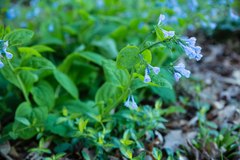 Mertensia virginica