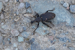 Plinthodes taeniatus