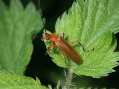 Cantharis inculta