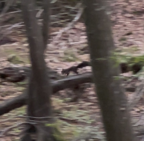 Eurasian Red Squirrel