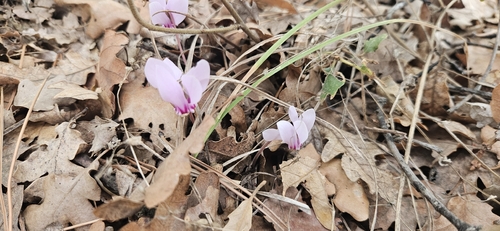 Ivy-leaved cyclamen