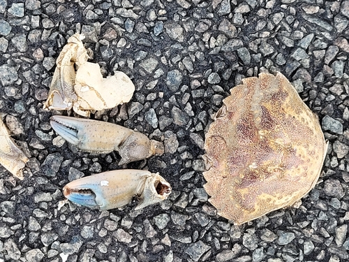 European Green Crab