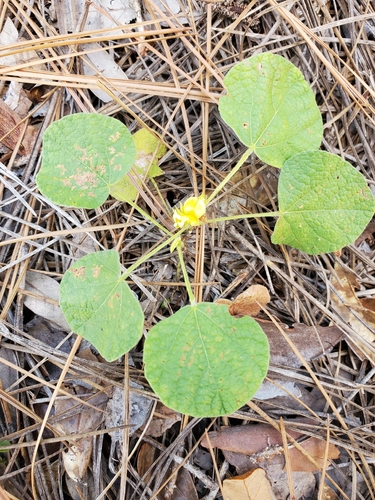 Dollarleaf