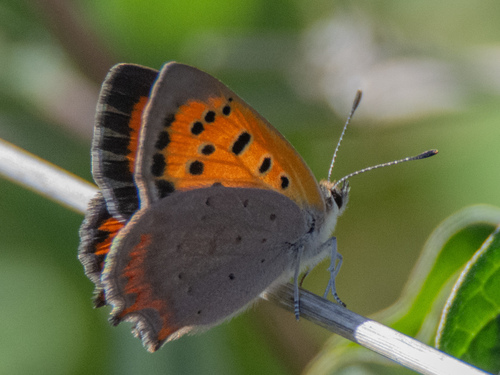Small Copper