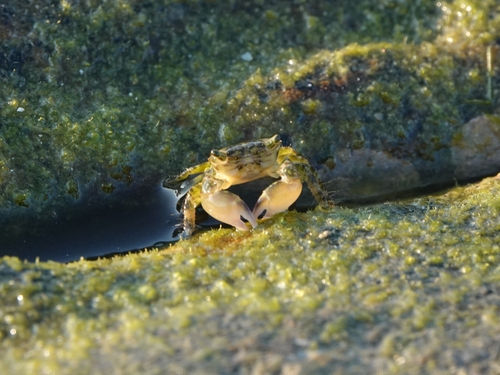 Pachygrapsus minutus observed 2026-09-27