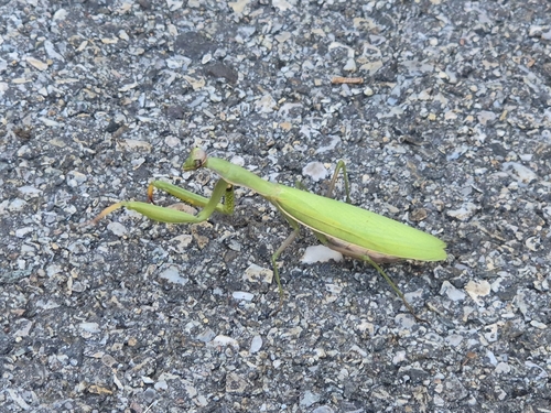 European Mantis