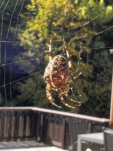 Cross Orbweaver