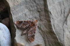 Polygrammodes cyamon