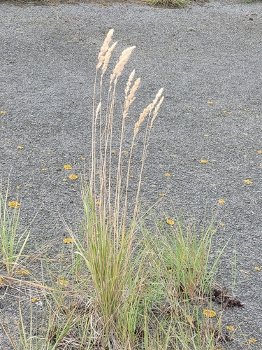 Bushgrass