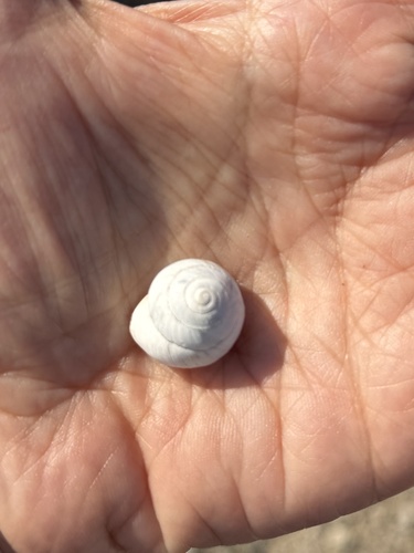 Sphincterochila candidissima