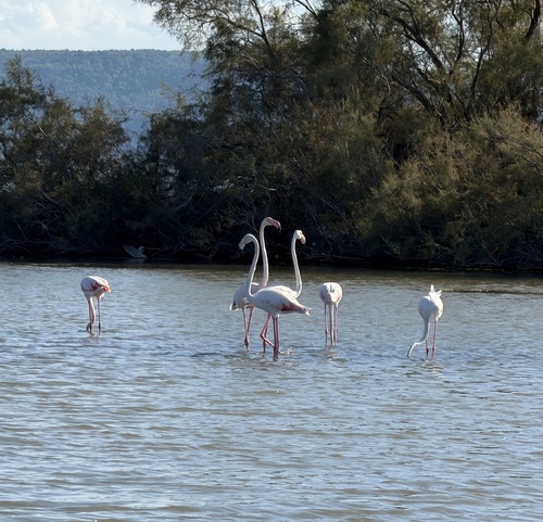 Greater Flamingo