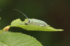 Saperda punctata