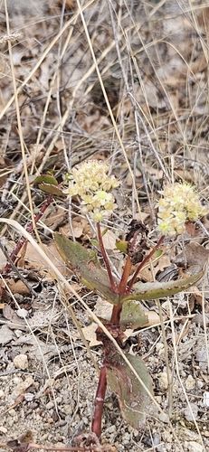 Great Stonecrop