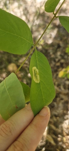 Black Locust Leafminer