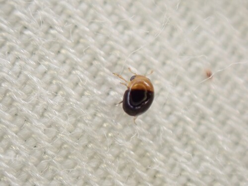 Cybocephalus