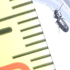 Microlestes