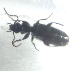 Microlestes