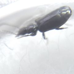 Microlestes