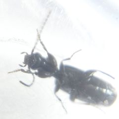 Microlestes