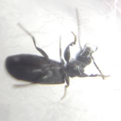 Microlestes