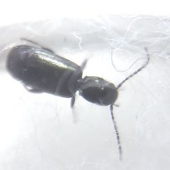 Microlestes