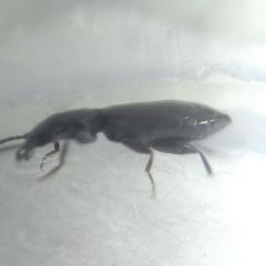 Microlestes