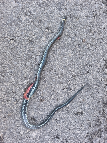 grass snake