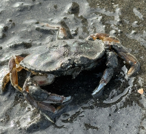 Dungeness Crab