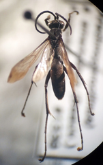 Anoplius americanus