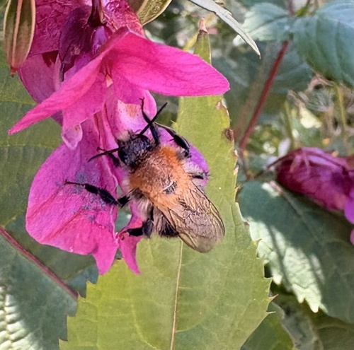 Common Carder Bumble Bee