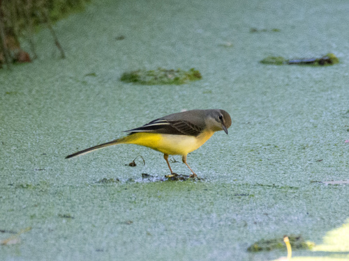 Grey Wagtail