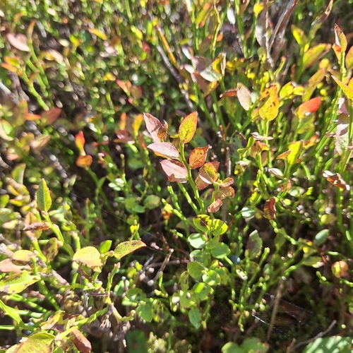 common bilberry