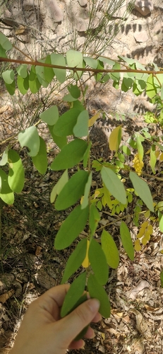black locust