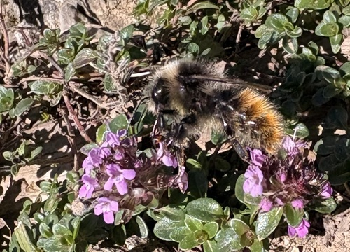Mountain Bumble Bee