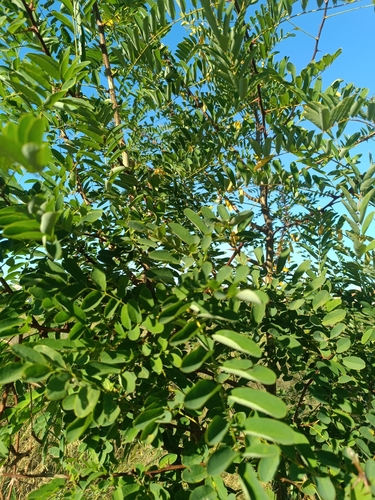 black locust