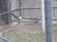 Pseudastur occidentalis