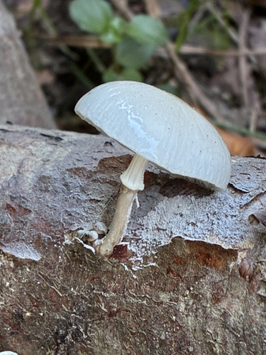 porcelain mushroom